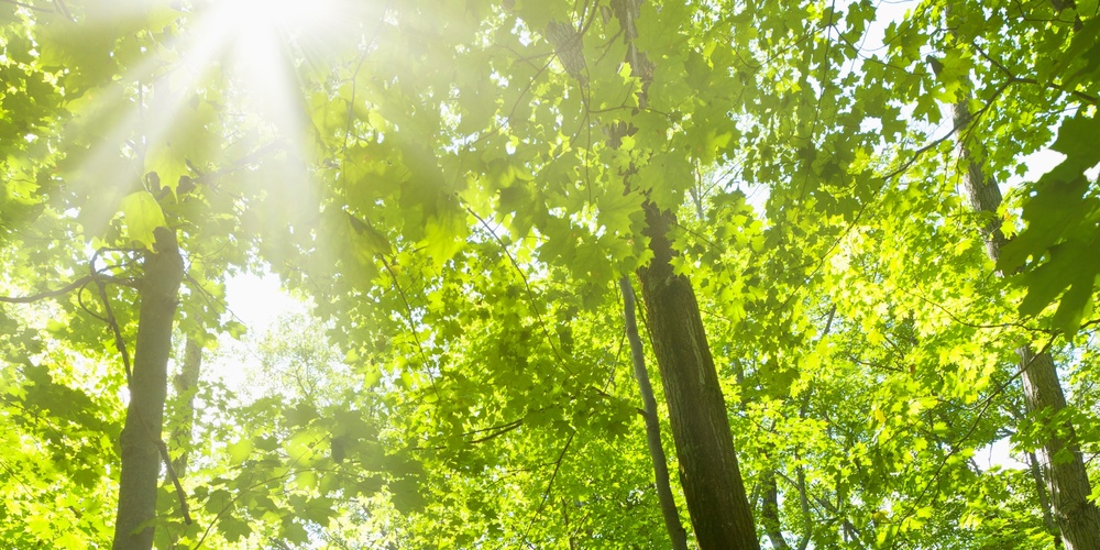 Solstrålar lyser genom täta gröna träd i en skog med en smal stig på marken.