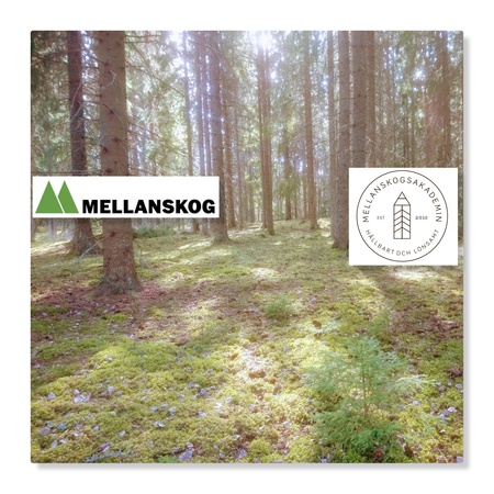 Solbelyst skog med mossig mark, Mellanskog och Mellanskogsakademin logotyper syns i bilden.