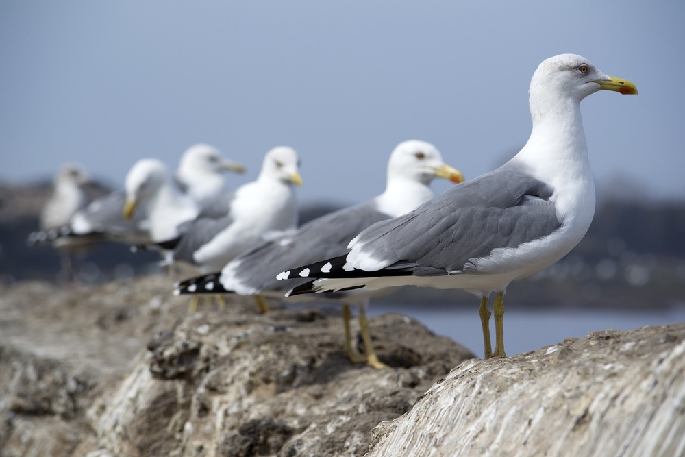 Flera måsar står på rad på en stenig strand med havet i bakgrunden.