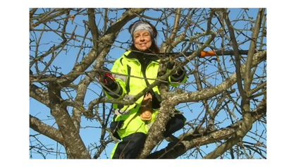 Person i gul varseljacka beskär trädgrenar med en grensax utomhus en klar dag.