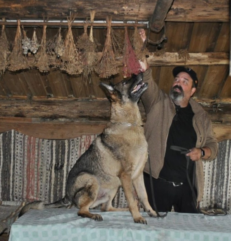 En schäferhund sitter på ett bord bredvid en person som håller upp torkade örter i en rustik stuga.