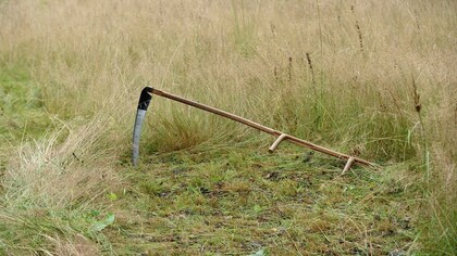 En lie ligger på marken i högt, torrt gräs på en äng.
