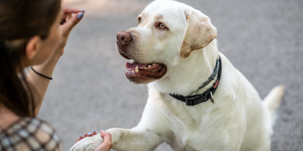 En labrador retriever ger tass till en person som tränar hunden med godis, båda fokuserade och glada.