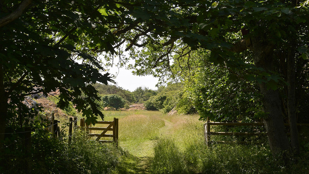 En grönskande stig leder genom en trädkantad grind ut mot en solig äng.