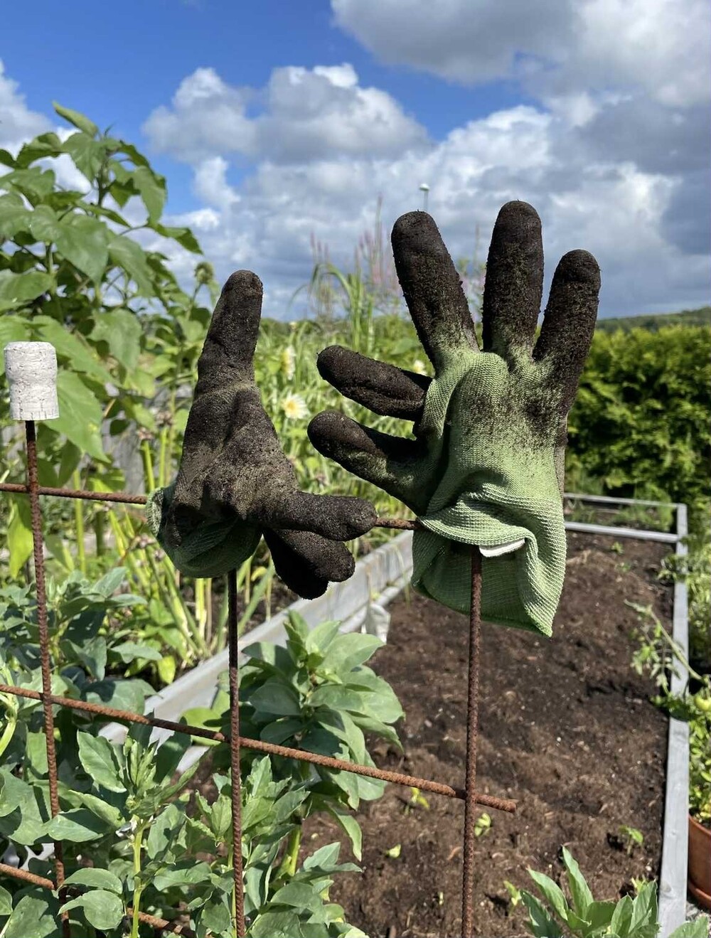 Två smutsiga trädgårdshandskar sitter på metallpinnar i en grönskande trädgård under blå himmel med moln.