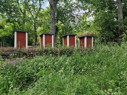 Fyra röda bikupor står i en grönskande skogsmiljö med högt gräs och lila blommor i förgrunden.