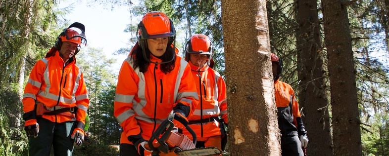 Fyra personer i orange skyddskläder fäller ett träd med motorsåg i en skog.