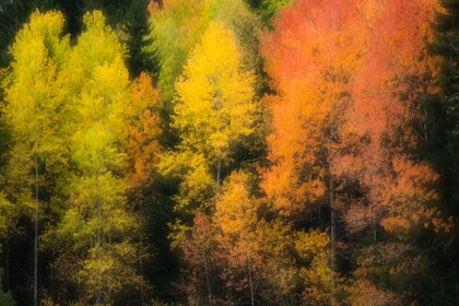 Färgglada träd i höstskrud med gula och orange löv mot en mörk grön skogsbakgrund.