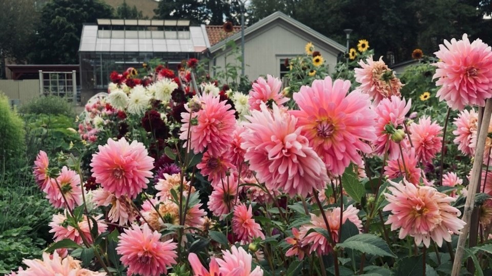 En trädgård med stora rosa dahlior i förgrunden och ett växthus samt ett hus i bakgrunden.