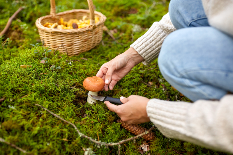 Svamp och naturvård i Junosuando!