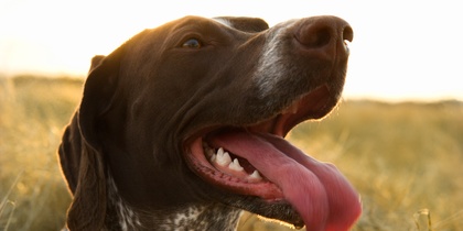 En brun och vit hund med lång tunga sitter i torrt gräs i solnedgången.