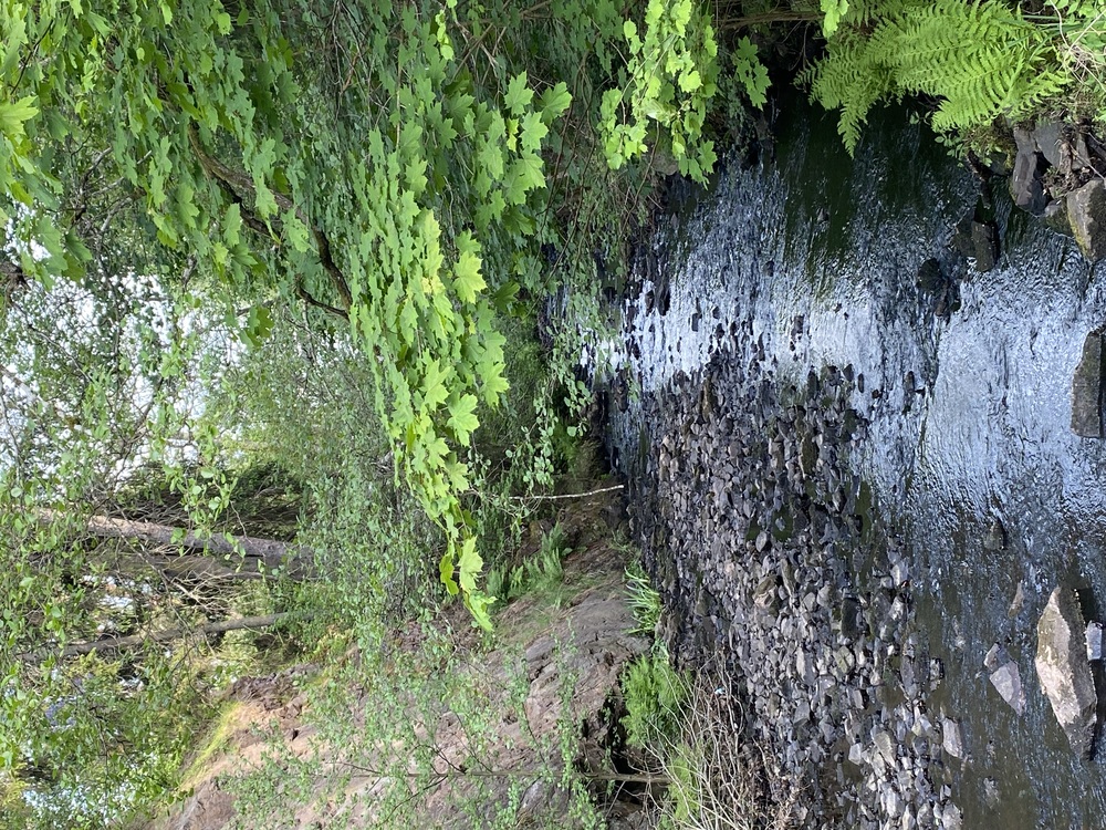 En liten bäck rinner genom en grönskande skog med stenar och frodiga trädgrenar ovanför.