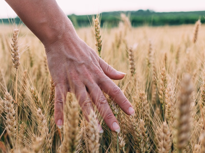 En hand rör vid gyllene veteax på ett fält under en ljus sommardag.