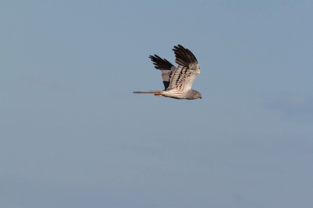 En rovfågel med grå fjäderdräkt flyger mot en blå himmel.