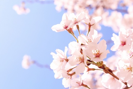 Närbild av ljusrosa körsbärsblommor mot en klarblå himmel.