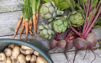Färska grönsaker på ett träbord: morötter, kronärtskockor, rödbetor och potatis i en hink.