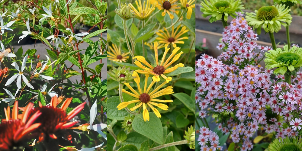Tre olika sorters färgglada blommor i närbild, med gröna blad i bakgrunden.