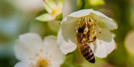 Ett bi samlar nektar från en vit blomma i närbild, med suddig grön bakgrund.