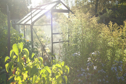 Ett växthus i en solig trädgård omgiven av grönska och blommande växter.