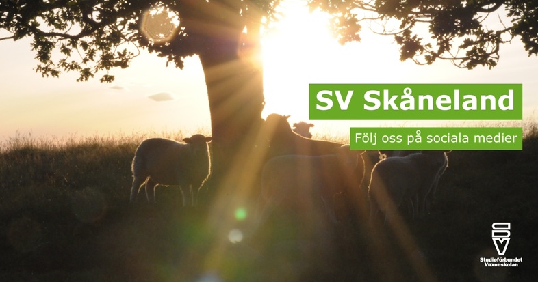 Får står i motljus under ett träd på en äng med solstrålar i bakgrunden. Text: SV Skåneland, Följ oss på sociala medier.