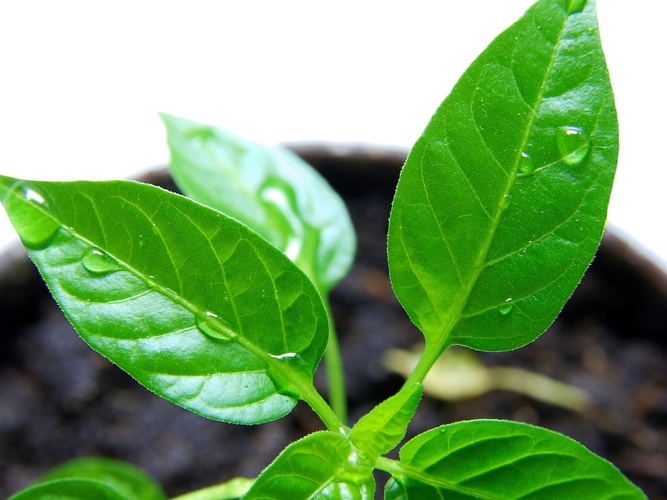 Närbild på en grön växt med vattendroppar på bladen i en kruka med jord.