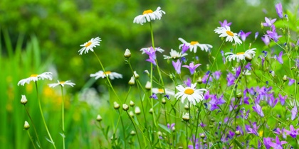 Närbild av en sommaräng med prästkragar och lila blommor mot en grön, suddig bakgrund.