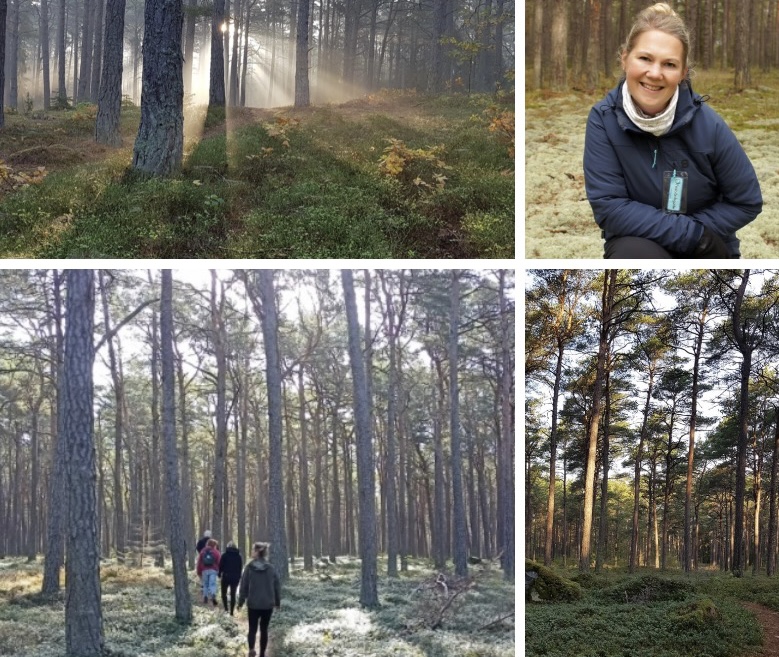 Fyra bilder: solbelyst tallskog, kvinna som ler, personer som vandrar i skogen och tät barrskog.
