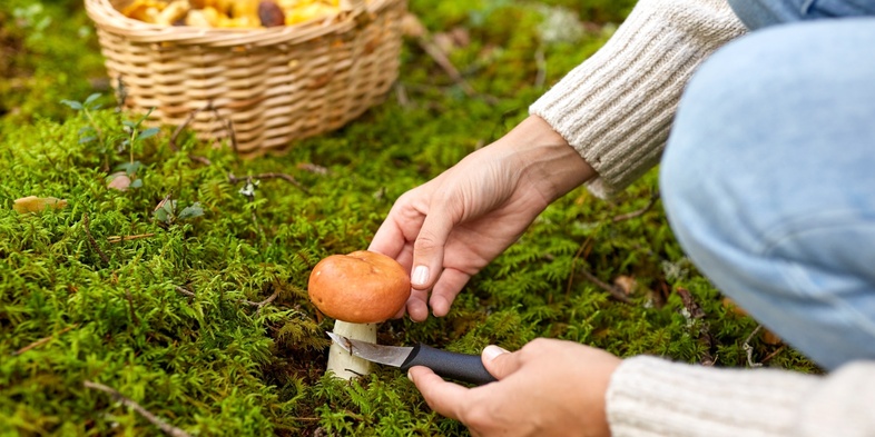 En person plockar en svamp i skogen med en kniv, en korg med svamp syns i bakgrunden.