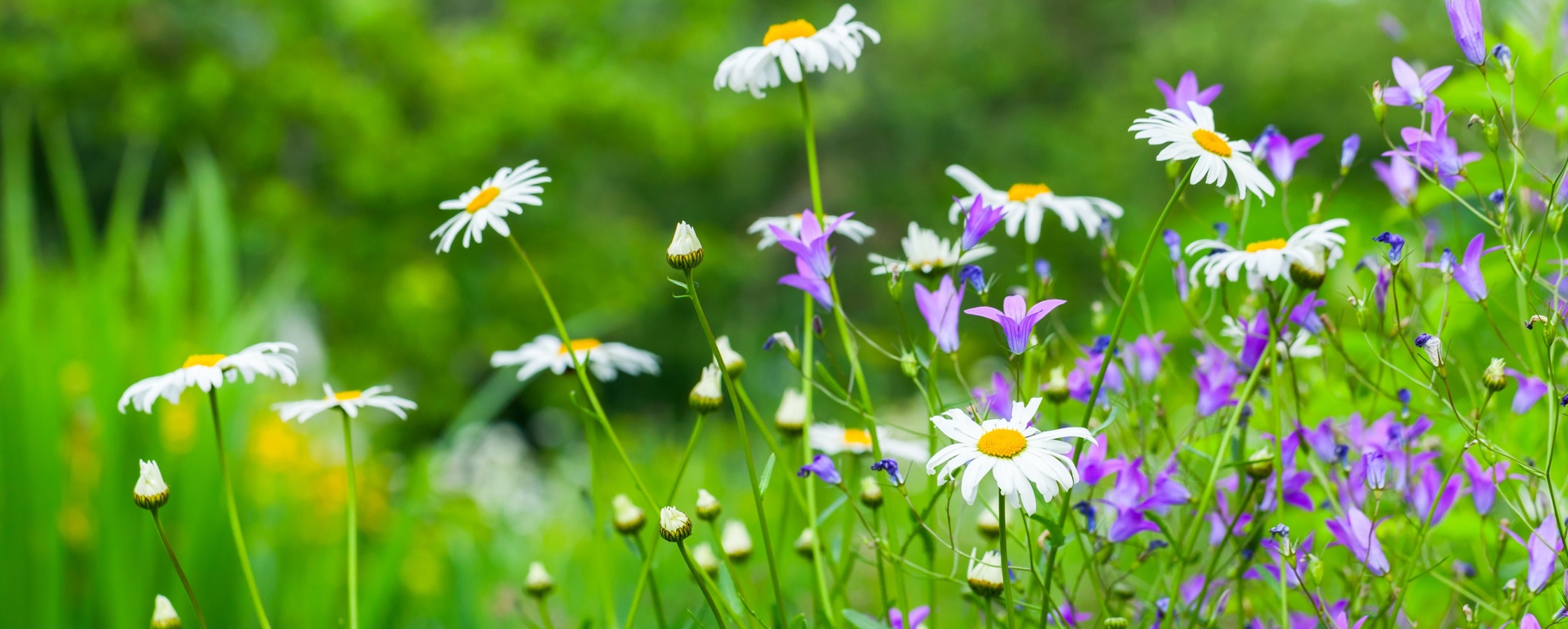 Närbild av en sommaräng med prästkragar och lila blommor mot en grön, suddig bakgrund.