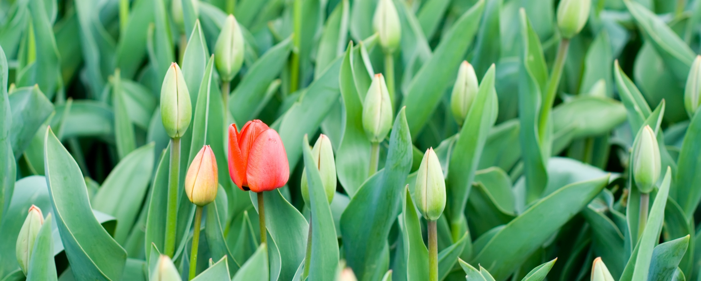 En röd tulpan blommar bland många gröna tulpaner i knopp i en tät rabatt.