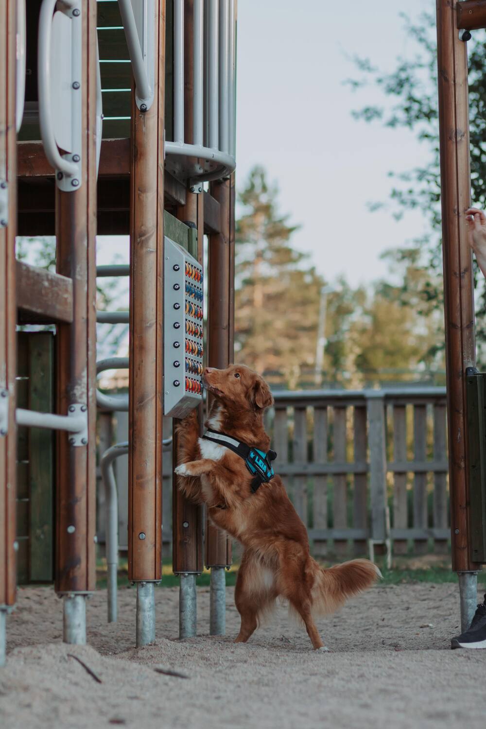 En brun hund med sele står på bakbenen vid en lekplats och nosar på en panel.