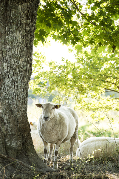 Ett får står i skuggan av ett stort träd på en solig äng med gröna löv i bakgrunden.
