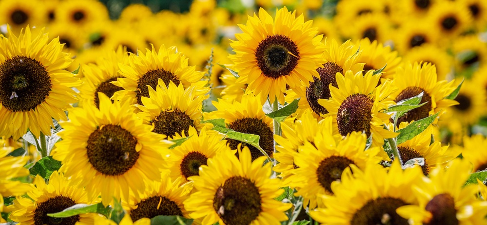 En närbild av ett fält fullt av blommande solrosor med gula kronblad och mörka mittpartier.