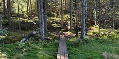 En smal träbro leder genom en grön, solbelyst skog med mossa på marken och höga träd runtom.