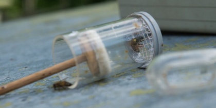 Ett plastverktyg med en insekt, troligen ett bi, ligger på ett bord utomhus med en grå låda i bakgrunden.