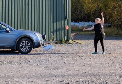 En person tränar en liten vit hund utomhus bredvid en blå bil och en grön byggnad.