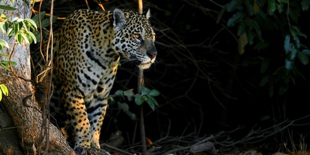 En jaguar står vid kanten av en skog, delvis belyst av solljus, omgiven av träd och löv.