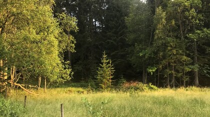 Solbelyst äng med grönt gräs och träd vid skogsbryn en sommardag.