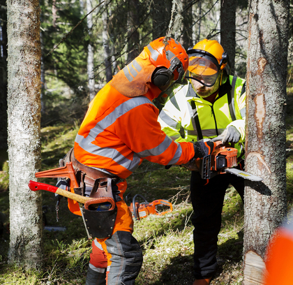Två personer i skyddskläder arbetar med motorsåg för att fälla ett träd i en skog.