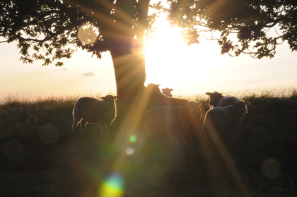 Får står i skuggan under ett träd vid solnedgång, med solstrålar som lyser genom grenarna.