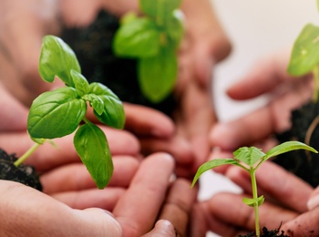 Flera händer håller små plantor med jord, symboliserar samarbete och hållbarhet.