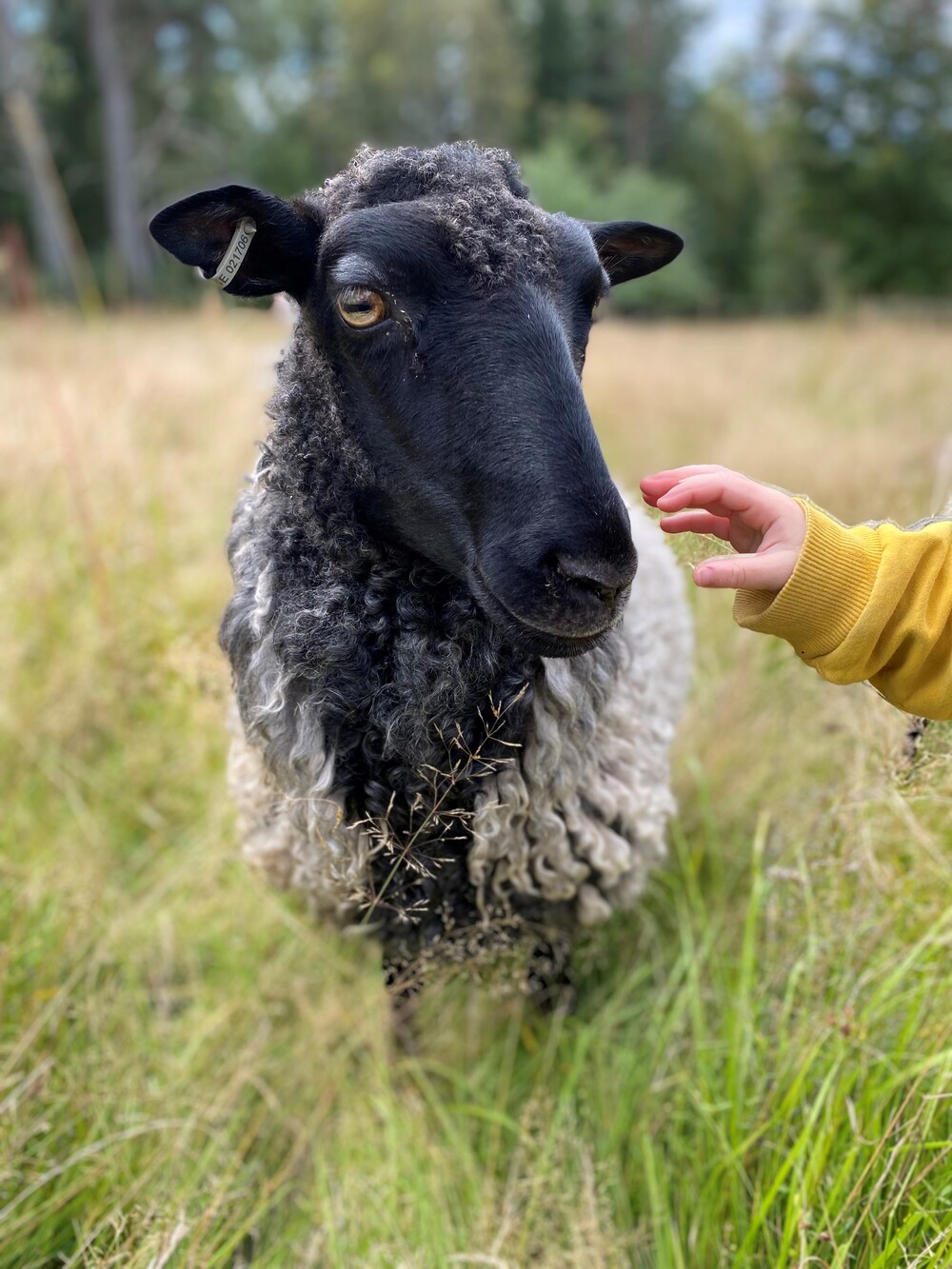 Ett får med svart ansikte och lockig ull står i högt gräs, en hand sträcks fram mot fåret.