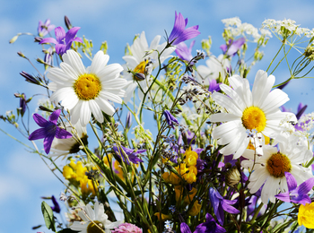 En bukett med färgglada sommarblommor, bland annat prästkragar och blå klockor, mot en blå himmel.