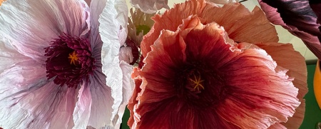 Närbild av stora, färgglada pappersblommor i olika nyanser av rosa, lila och orange.