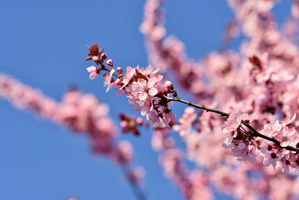 Närbild av rosa körsbärsblommor på en gren mot en klarblå himmel.