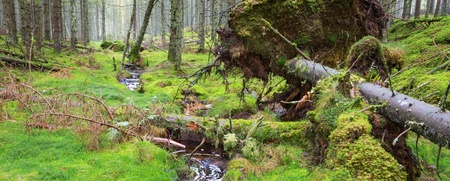 En grön, mossig skog med en liten bäck och omkullfallna träd i förgrunden.