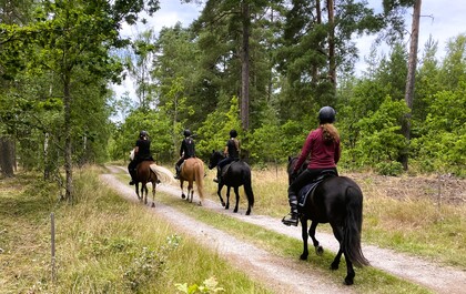 Fyra personer rider på hästar längs en skogsstig omgivna av grönska.