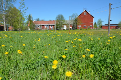 En grön äng med gula maskrosor framför röda ladugårdsbyggnader under en klarblå himmel.