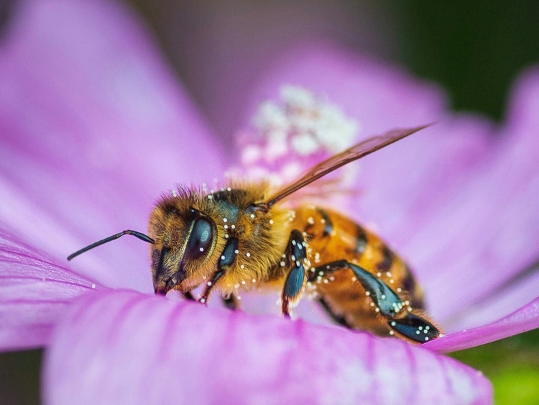 En närbild av ett bi som sitter på en lila blomma och samlar nektar.