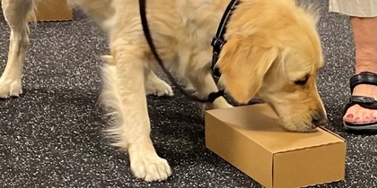 En golden retriever nosar på en kartonglåda medan den hålls i koppel av en person.